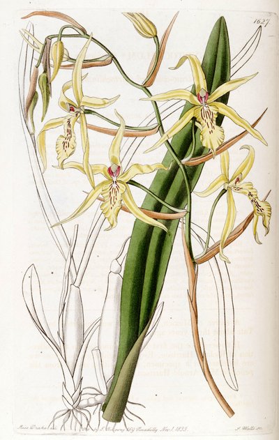 Miltonia flavescens (als syn. Cyrtochilum flavescens) door Miss Drake